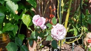 #Pacific Blue #ПасификБлю Редкая голубая ароматная роза.От в