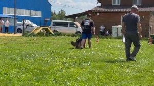 1 Отл. КЧК АМИР ХОГВАРТС +++ №80. КЧК БРОННИЦЫ 25 мая`25 Bogoeski/Васильев Моно нем.овчарок