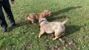 #американскийбулли