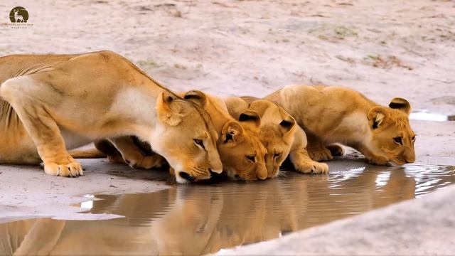 Светящаяся съемка - Расслабляющая Природа