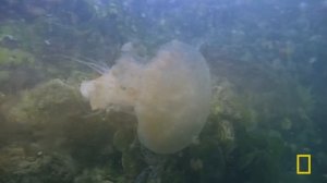Palau: Ocean Paradise (Full Episode) | The Living Edens | Nat Geo Animals
