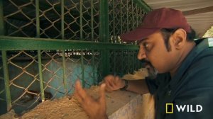 Saving Twin Leopard Cubs That Fell Down a Well (Full Episode) | Jungle Animal Rescue