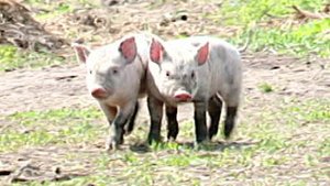 Большая область | 31.05.2025