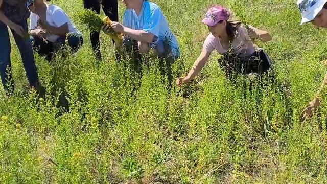 сбор трав смотреть онлайн