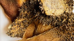 Рубец говяжий видео обзор светлый и темный  Лакомства для собак натуральные