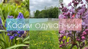 Косим одуванчики