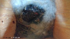 Синичник - День сорок третий (27.05.2025) часть 3