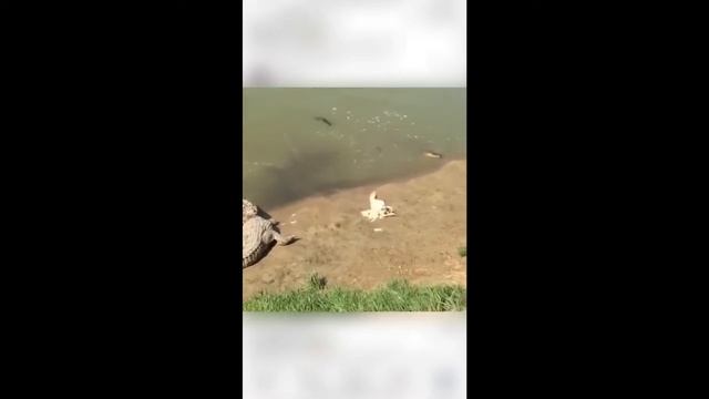 Palmer| подборка приколов Август 2021| Best funny compilation 2021 #4 смотреть онлайн