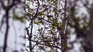 Большие, маленькие, залётные. Каких птиц можно встретить в Южно-Сахалинске?