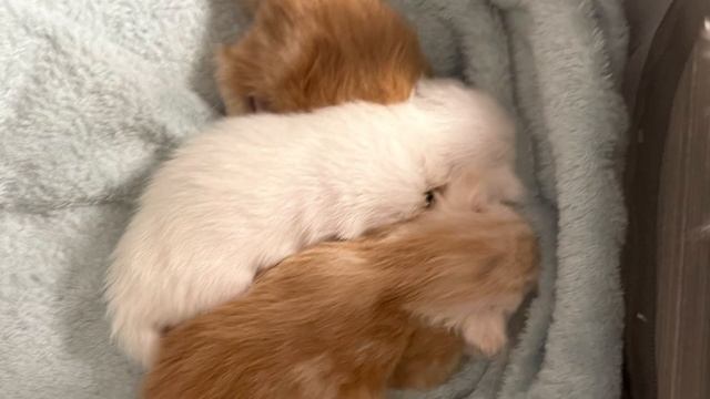Котята мейнкун, истинные красавцы.💖