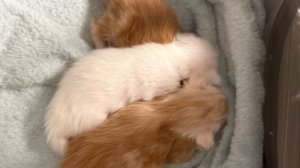 Котята мейнкун, истинные красавцы.💖