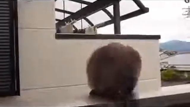 кот летит  РЖАЧ!!!!!!!!!!!!!!!!!!!!!!3 смотреть онлайн