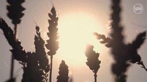 Россия мои горизонты. Россия аграрная. 26 сентября 2024 г?