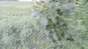 Май кончается - сад венчается... Прогулка по саду в преддверии лета...