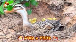 Утки с Утятами гармония во дворе 🦆🤗❣️(27)