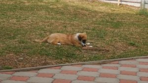 Кутёнок грызёт кору