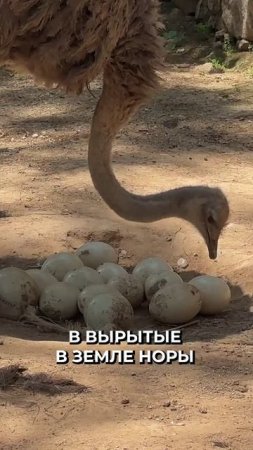 😳 Страусы не прячут голову в песок