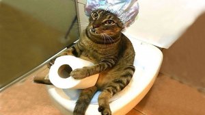 СМЕШНЫЕ КОТЫ 2025 ЛУЧШИЕ ПРИКОЛЫ С КОТАМИ, КОШКИ, КОТИКИ, СОБАЧКИ, СМЕШНОЕ ВИДЕО