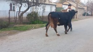 ЯКСАР ГОВИ ГУСОЛАДОРИ ФУРУШИ ТЕЛЕФОН   409 23 23 23.   5  дека?