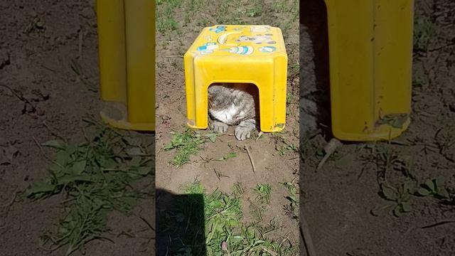 Кошке жарко.Лето на пороге!