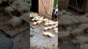 Хотите разориться? Заведите уток! 💰🦆🤦♂️