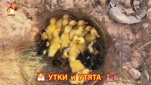 Утки с Утятами гармония во дворе 🦆🤗❣️(29)