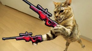 Приколы с котами! Смешные коты - Самые смешные животные С ОЗВУЧКОЙ! Ржака!!