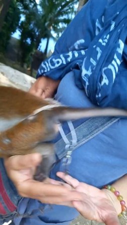 Handy monkey