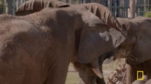 Elephant Date Night (Full Episode) | Secrets of the Zoo: Tampa | Nat Geo Animals