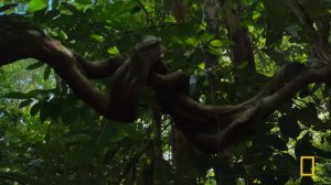 Queens: Animal Kingdom Royalty | MEGA EPISODE | Nat Geo Animals