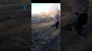 Как я делила и пересаживала кусты йошты и крыжовника в