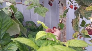 Нужно ли ехать жить в деревню ?