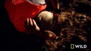 Killer Claws: Clash of the Bears (Full Episode) | When Predators Attack