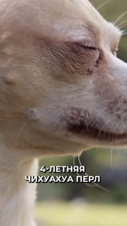😳 Самая большая собака в мире встретилась с самой маленькой
