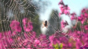 Музыка, от которой ТЕКУТ СЛЁЗЫ! - Fireflies -- Ketsa -- Growth