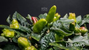 I Filmed plants for 1500 Days and Failed | Time-lapse compilation