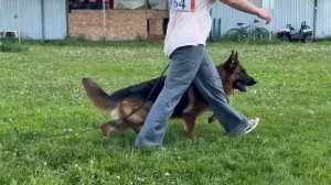 4 Отл. HOUP 2 v. Mair Hof +++ №64. КЧК БРОННИЦЫ 25 мая`25 Bogoeski/Васильев Моно нем.овчарок