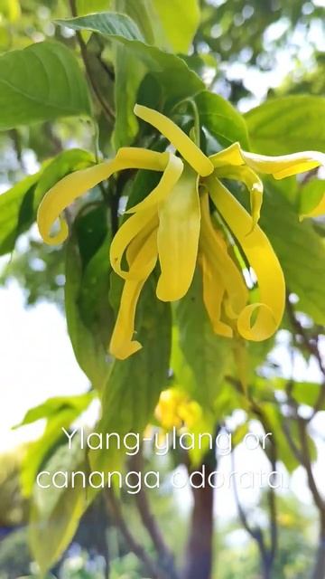 Иланг-иланг или кананга душистая.  Ylang-ylang or cananga odorata.