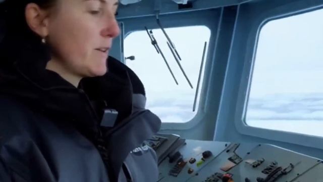 Белый медведь делает что то странное, чтобы привлечь к