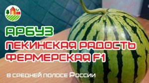 Арбуз Пекинская радость Фермерская F1 в средней полосе России. 27.07.2024