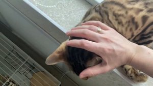 Марсик ласковый Бенгальский котик :) #бенгальскаякош?