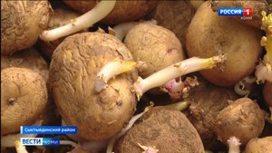 Сотрудники Коми научного центра завершают посадку картофеля для испытаний