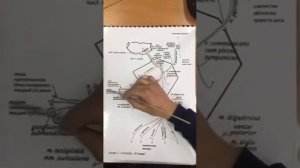 7 пара черепно мозговых нервов анатомия