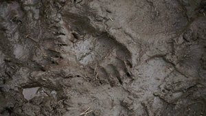 В Приморском крае медведь напал на мужчину