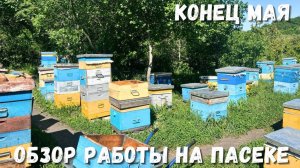 Обзор работы на пасеке в конце мая: достижения и планы!