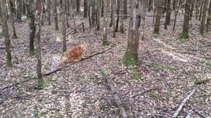 Курильский бобтейл гуляет в лесу