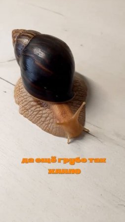 Долли ловит муху