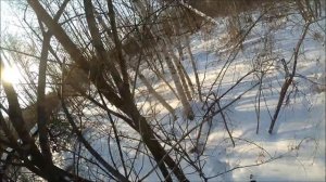 Постановка петли на волка.