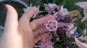 Весенние цветы конец мая