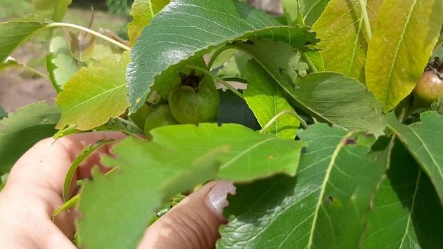 Дела дачные. Тля на подходе, муравьи очень стараются. Обработка яблонь и груши от плодожорки.